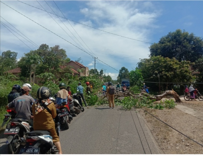 Pohon Tumbang Didesa Kuta Dalom Sempat Tutup Akses Jalan